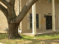 St_ Bernard Ave tree.jpg